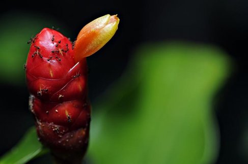 Foto: Adriano Gambarini/WWF Brasil