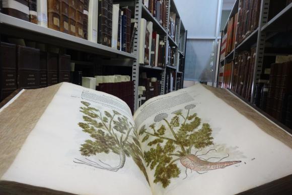 A tradução latina do livro grego Materia Medica, feita por Pietro Andrea Mattioli, foi publicada em 1565 e é considerada referência para vários campos da ciência Raul Ribeiro/Jardim Botânico - RJ