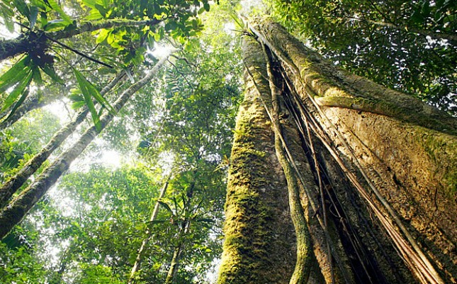 Reprodução/Shutterstock 10102014-120930-florestashutter