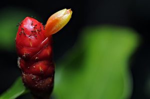 Foto: Adriano Gambarini/WWF Brasil